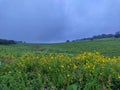 Kaas Plateau,Satara,Maharashtra,India,Asia Royalty Free Stock Photo