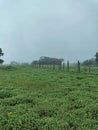 Kaas Plateau,Satara,Maharashtra,India,Asia Royalty Free Stock Photo