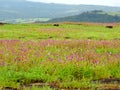 Kaas Plateau - Valley of flowers in Maharashtra, India