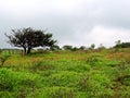 Kaas Plateau - Valley of flowers in Maharashtra, India