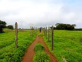 Kaas Plateau - Valley of flowers in Maharashtra, India