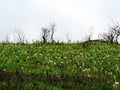 Kaas Plateau - Valley of flowers in Maharashtra, India