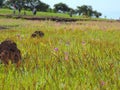 Kaas Plateau - Valley of flowers in Maharashtra, India