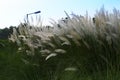 Kaash ful or Kans grass, oscillating in breeze, Saccharum spontaneum, blue sky and white clouds of autumn season in background , Royalty Free Stock Photo