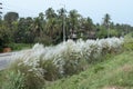 Kaash ful,Saccharum spontaneum is a seasonal flower which blooms in autumn, during Durga Puja festival