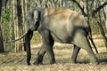 Kabani Bull elephant on walk Royalty Free Stock Photo