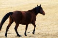 Kabardian breed of riding horses