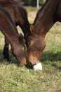 Kabardin horse with lick-log on pasturage Royalty Free Stock Photo