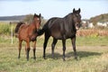 Kabardin horse on pasturage Royalty Free Stock Photo