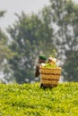 Kabarole / Uganda - Februari 26 2020: Unidentified worker with woven wicker baskets on his back, hand picking or harvesting tea le Royalty Free Stock Photo