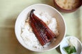 Kabayaki eel on rice, japanese style Royalty Free Stock Photo