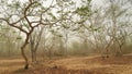 Kabini forest in a wide angle view during safari Royalty Free Stock Photo