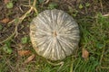 Kabocha pumpkin, on the farm, top view, close-up Royalty Free Stock Photo