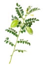 Kabuli chickpea C. arietinum, plant, paths