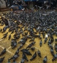 Kabutarkhana at Dadar Mumbai with lot of pigeons