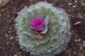 Kachan Blooming wild cabbage with a pink center. Royalty Free Stock Photo