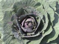 Kachan cabbage grows and develops inside thick juicy tops