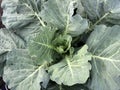 Kachan cabbage grows and develops inside thick juicy tops