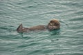 Kachemak Bay, Alaska: A sea otter floating on its back Royalty Free Stock Photo