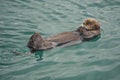 Kachemak Bay, Alaska: A sea otter floating on its back Royalty Free Stock Photo