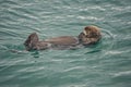 Kachemak Bay, Alaska: A sea otter floating on its back Royalty Free Stock Photo