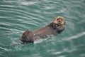 Kachemak Bay, Alaska: A sea otter floating on its back Royalty Free Stock Photo