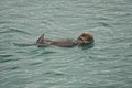 Kachemak Bay, Alaska, USA: A sea otter Enhydra lutris Royalty Free Stock Photo