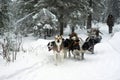 Transportation of firewood by dog sled