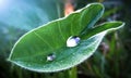 Kachu pata - Colocasia mammoth elephant ear green plant leaf with a rain water drop. Sunlight reflection. Ecology energy power of Royalty Free Stock Photo