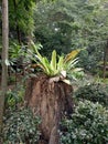 Kadaka plants, bird\'s nest ferns, Asplenium nidus L are epiphytic plants or plants that ride on dead tree trunks.