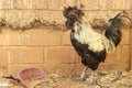 Kadaknath, Black cock and hen, Pollachi, India