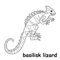 Kids line illustration coloring basilisk lizard. animal are just lines