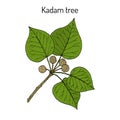 Kadam tree, or burflower-tree, laran, leichhardt pine neolamarckia cadamba , medicinal plant