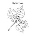 Kadam tree, or burflower-tree, medicinal plant
