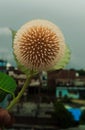 Kadamba flower