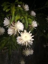 Kadupul Night flower