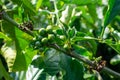 Kaffeebohnen und BlÃÂ¼ten an einer Kaffeepflanze in einer Kaffeeplantage in Vietnam Nahafaufnahme