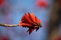 Kafferboom flower also known as Coastal Coral Tree