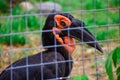 Kaffir horned crow, horned raven in a cage