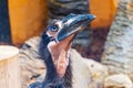 Kaffir horned raven head, close up view