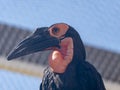Kaffir Horned Raven standing on a close up