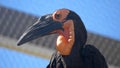 A Kaffir Horned Raven standing on a close-up