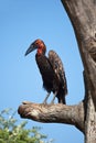 Kaffir horned raven on a tree