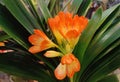 Kaffir lily blossoms with orange petals Royalty Free Stock Photo