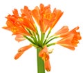 Kaffir Lily Clivia miniata spring flower Royalty Free Stock Photo