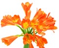 Kaffir Lily Clivia miniata spring flower Royalty Free Stock Photo