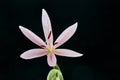 Kaffir lily