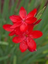 Kaffir Lily flowers ( Schizostylis )