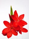 Kaffir Lily flowers ( Schizostylis )