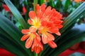 kaffir lily in the garden Royalty Free Stock Photo